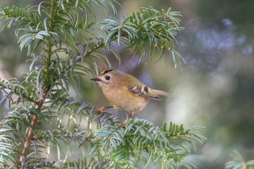 Sticker - Closeup of a Common Firecrest(Regulus ignicapilla) on a trunk of a tree against a blurred background