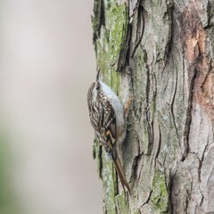 Canvas Print - closeup of a single Short-toed treecreeper perched on a tree branch with a blurry background