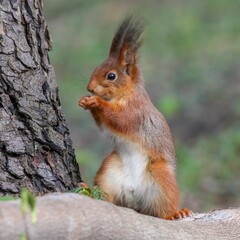 Poster - Portrait of a red squirrel in its natural habitat. Sciurus vulgaris.