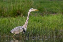 Close-up Image Of A Grey Heron Standing In Shallow Water Surrounded By Lush Tall Green Grass