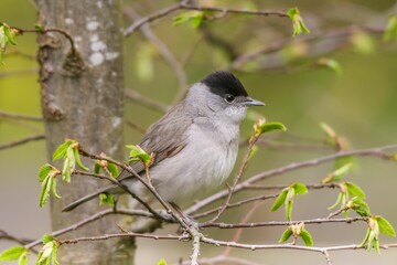 Poster - Black-headed warbler bird perched on a tree branch surrounded by lush green foliage