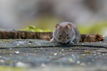 Wall Mural - Closeup of a small bank vole on the tree with a blurry background
