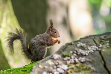 Wall Mural - a squirrel is standing on top of a log in the woods