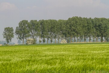 Sticker - a field with some trees and a building in the distance