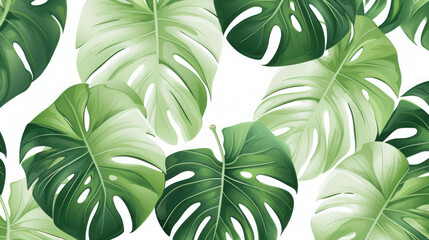 Wall Mural - Monstera leaf abstract white background