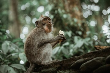 Sticker - Crab-eating macaque enjoying a delectable banana. Ubud Monkey Forest, Bali.