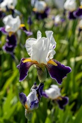 Wall Mural - Close-up shot of a blue and white Iris flower grown in the garden in spring