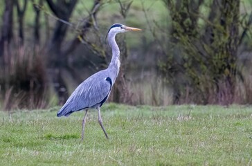 Poster - Tall, majestic grey heron bird stands in a grassy field surrounded by bushes and trees