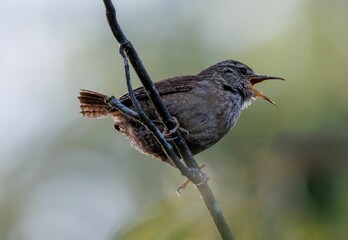 Poster - Closeup of a sparrow perched on a tree branch