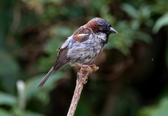 Poster - Closeup of a sparrow perched on a tree branch