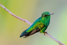 The Green Hummingbird Is Perched On A Tree Branch With A Pink Berry