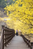 Fototapeta Most - Flowering yellow trees in Gurye Sansuyu Village,  South Korea