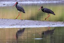 Black Storks Strolling Along The Shoreline