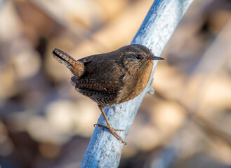 Wall Mural - a rare for colorado pacific wren