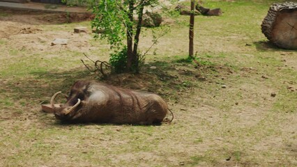 Wall Mural - Closeup of a wild boar resting in the green field on a sunny day