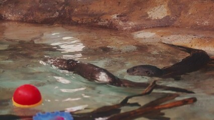 Poster - Closeup of a couple of black otters swimming in water