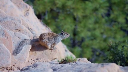 Wall Mural - Close-up view of a cute squirrel on a rocky surface