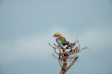 Canvas Print - Small colorful bird perched atop a branch of a tree on a sunny day