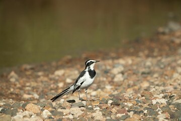 Sticker - Small black and white bird perched on a pebbly shoreline next to a body of water