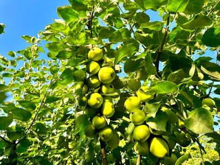 Wall Mural - Many green juicy apples ripened on the branch of an apple tree in an orchard against the background of blue sky and sunny summer rays. Green apples glistening in the sun in an apple orchard. Growing