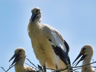 Poster - White strokes juvenile birds standing next to an adult bird on a tree branch