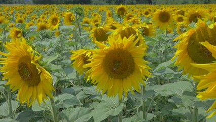 Sticker - Closeup video of bees on sunflowers in the bright farm field in summer