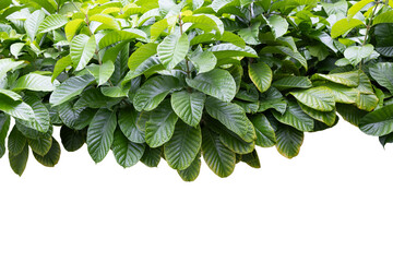 Wall Mural - Tropical plant isolated on White background.