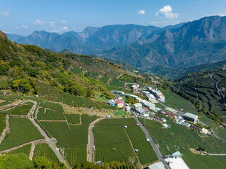 Wall Mural - Aerial view of the field on mountain in Shizhuo Trails at Alishan of Taiwan