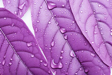 Purple Leaves With Drops Of Water, Isolated White Background