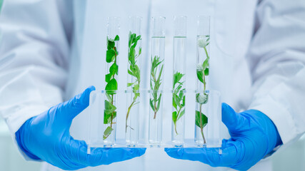 Close up look of an eco or botany and plants test tube or glassware and Scientist is holding and testing a result of natural product and organic cosmetic health care. eco laboratory microbiology.