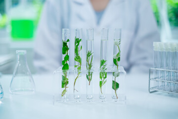 Close up look of an eco or botany and plants test tube or glassware and Scientist is holding and testing a result of natural product and organic cosmetic health care. eco laboratory microbiology.
