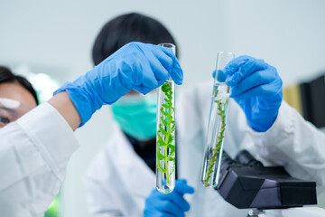 Scientists are picking, working and comparing a plant or herb in test tube or glassware. Natural product and organic cosmetic health care. eco laboratory microbiology. Development and experiment test.