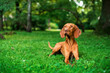 A dog of the Hungarian Vizsla breed lies in the grass on the background of a green park. The hunting dog looks to the side. He is brown. The photo is blurred and horizontal