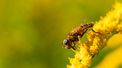 Wall Mural - The honey bee (Apis mellifera) collects nectar from plants