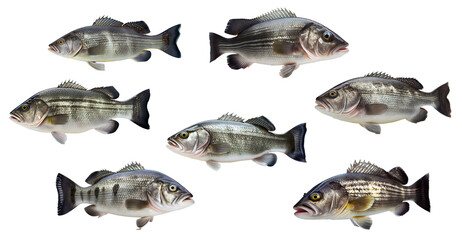 Freshly caught Sea Bass fish isolated on white background Ai generated image