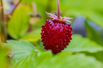 Wall Mural - Macro view of bush with red garden strawberries.