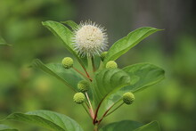 Cephalanthus Occidentalis. Flower Of Rubiaceae Known Also As Buttonbush Or Common Buttonbush.