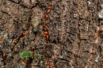 Wall Mural - Image of tree bark with moss . Natural natural background.