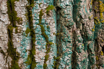 Wall Mural - Image of tree bark with moss . Natural natural background.