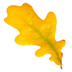 Wall Mural - yellow oak leaf isolated on a white background.