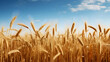 © Clipart Collectors - A wheat field border