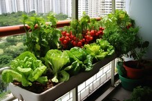 A Vegetable Garden On A Balcony In The Big City.