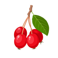 Poster - Vector illustration, Crabapple or Malus, isolated on white background.