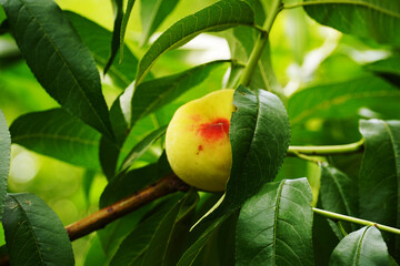 Wall Mural - peach on a branch