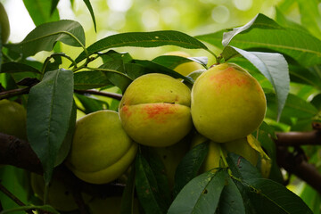 Wall Mural - peach on a branch