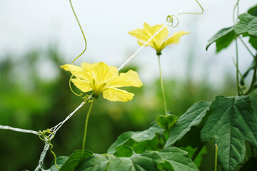 Wall Mural - flower on a green background