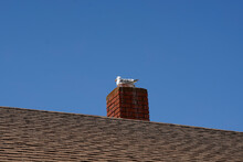Seagull Nesting On The Chimney Of A Building At The Pigeon Point Lighthouse Station, California.