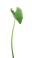 Elephant Ear or Colocasia esculenta leaves. Close up green leaves of Elephant Ear tree isolated on transparent baclground.	