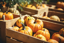 Wooden Crates Full Of Ripe Pumpkins On The Street Market