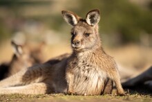Close Up Of A Beautiful Kangaroo In The Australian Bush. Australian Native Wildlife In A National Park In Australia.